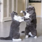 Kaksi kissaa tappelee.