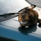 Kissa auton päällä.
