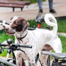 Koira ja polkupyörät.