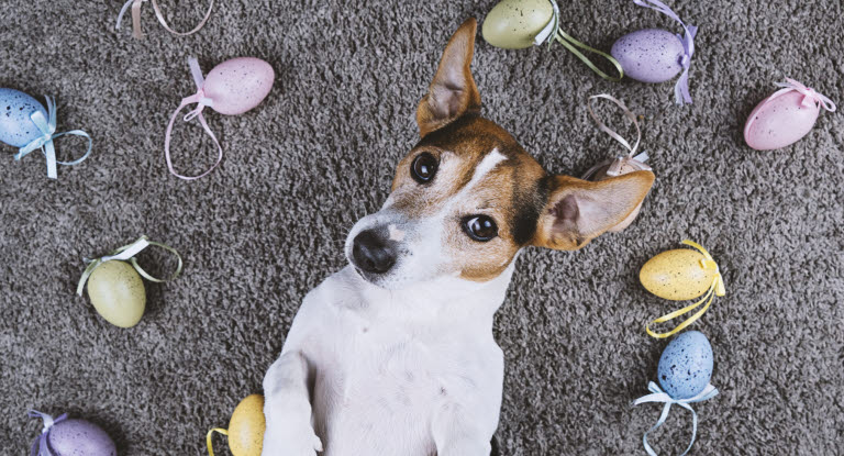 Koira makoilee matolla pääsiäiskoristeiden ympäröimänä