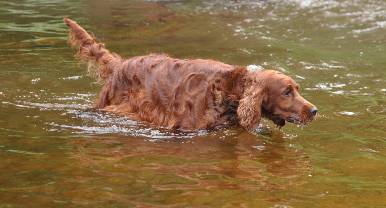 Pitkäturkkinen koira uimassa