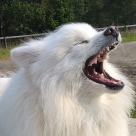 Valkoinen koira haukottelee ja hampaat näkyvät