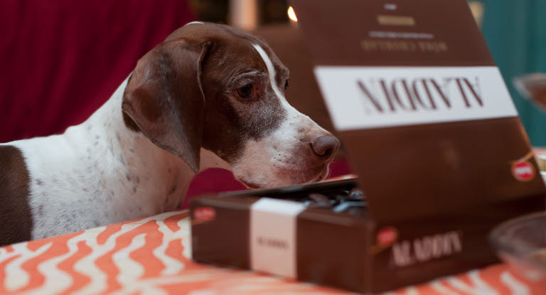 Koira katsoo pöydällä olevaa suklaarasiaa.