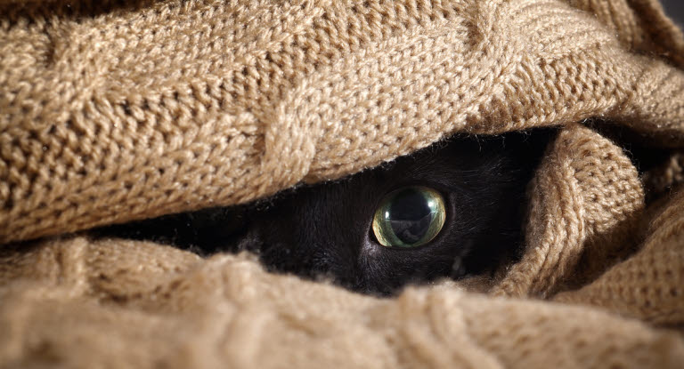 Kissa viltin alla piilossa.