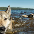 Kaksi koiraa uimassa