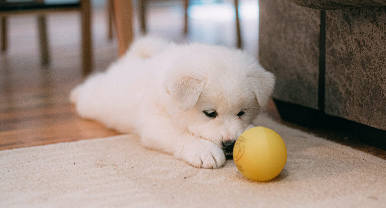 Koiranpentu leikkii lattialla keltaisella pallolla