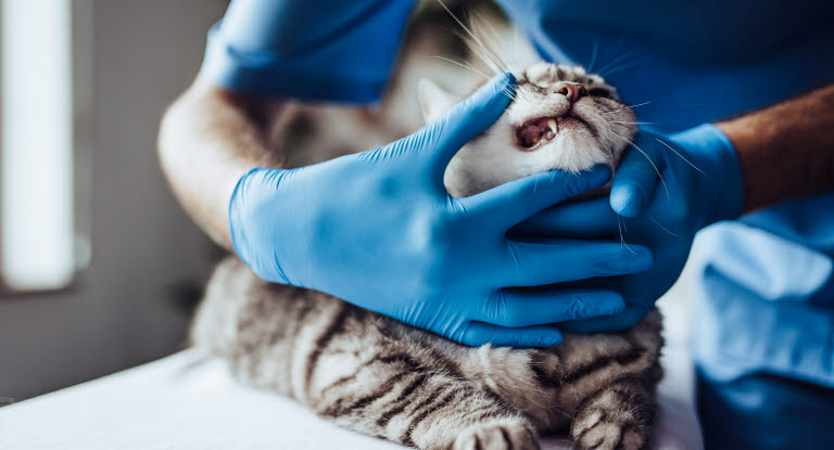 Eläinlääkäri tutkii kissan hampaita.