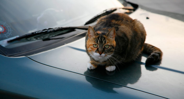 Kissa auton päällä.