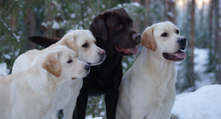 Neljä labradorinnoutajaa