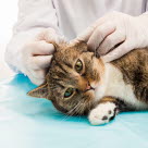 Eläinlääkäri tutkii kissan korvaa