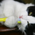 Kissa puree hammasharjaa
