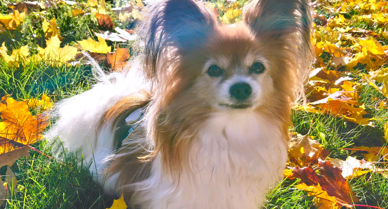 Papillon auringonpaisteessa syksyllä vaahteralehtien lomassa