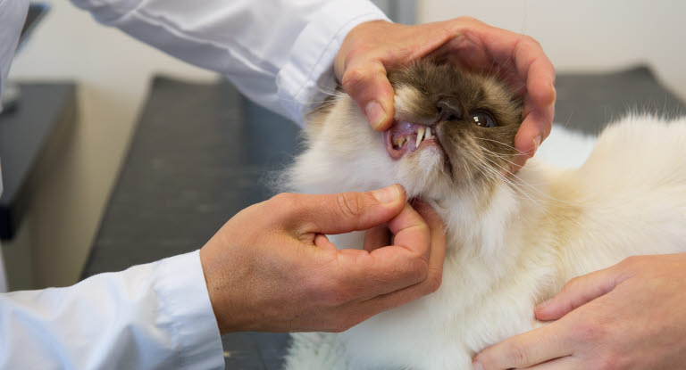Lääkäri tutkii kissan hampaita