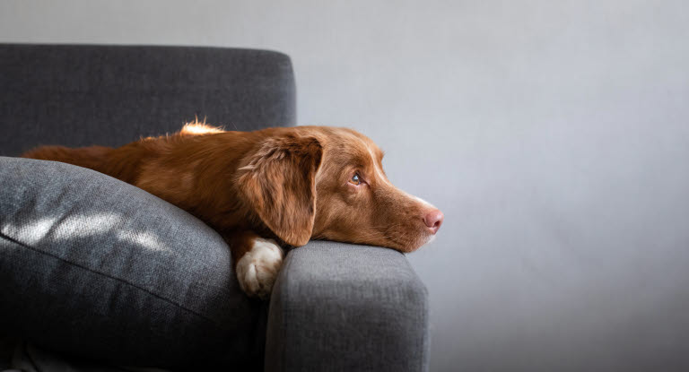 Koira makaa sohvalla