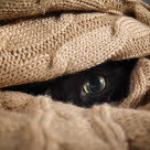 Kissa viltin alla piilossa.