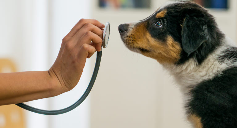 Lääkäri pitää stetoskooppia koiran kasvojen edessä.