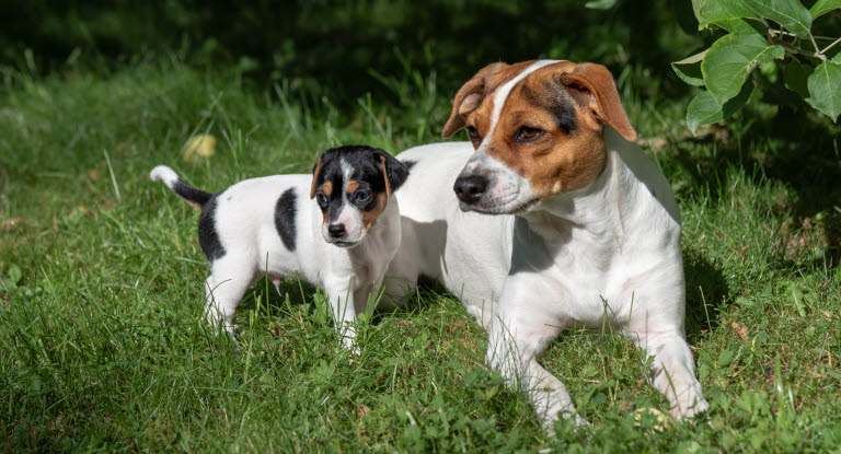 Koira ja koiranpentu nurmikolla kesällä