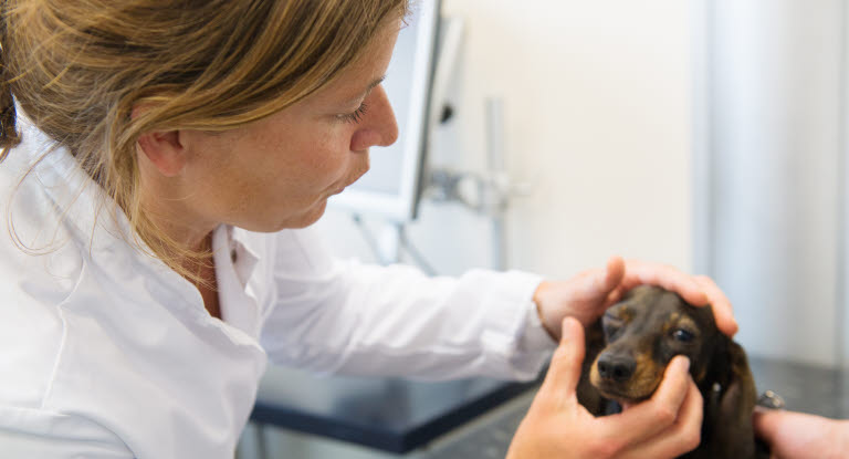 Mäyräkoira eläinlääkärin tutkittavana