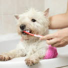 Valkoinen koira kylpyammeessa ja omistaja pesee koiran hampaita