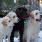 Neljä labradorinnoutajaa