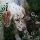 Koira haistelee kukkia