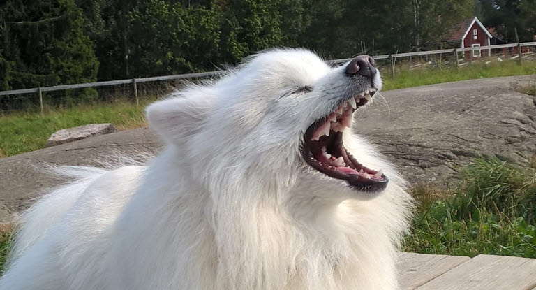 Valkoinen koira haukottelee ja hampaat näkyvät