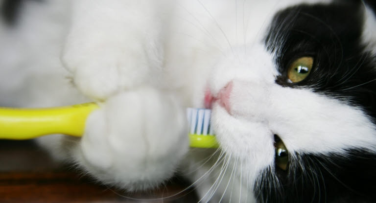 Kissa puree hammasharjaa
