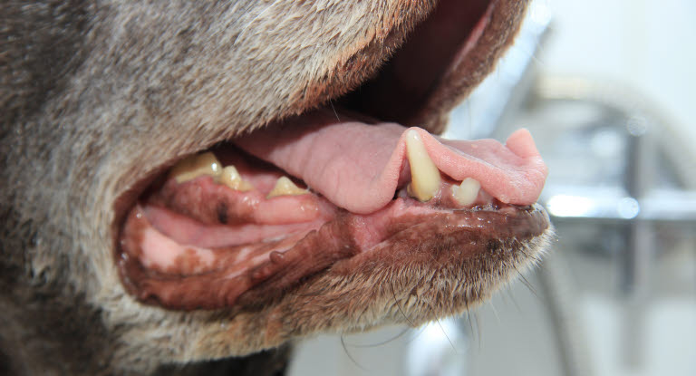 Lähikuva koiran suusta ja hampaista
