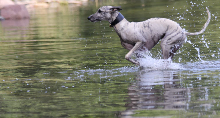 Koira leikkii vedessä