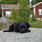 Koira makaa kivellä mökin edustalla