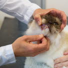 Eläinlääkäri tutkii kissan hampaita.