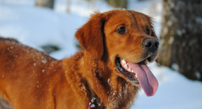 Luppakorvainen koira lumihangessa.