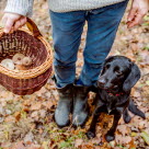 Koira omistajansa kanssa sienimetsällä syksyllä