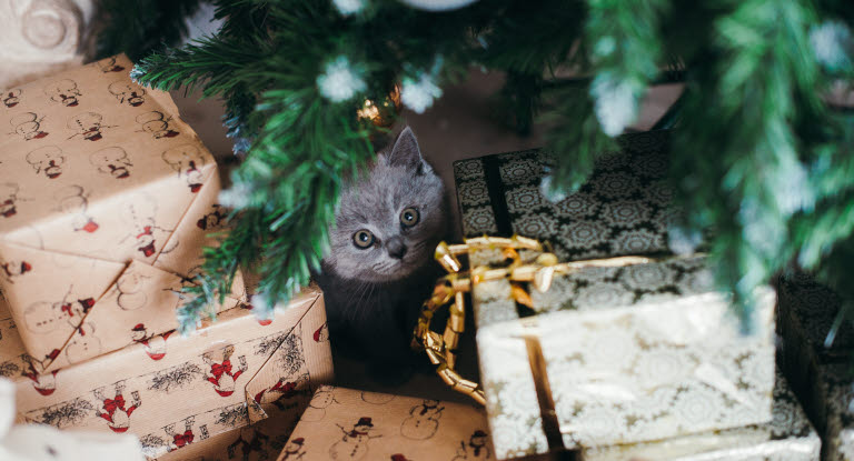 Kissa joulukuusen alla lahjojen kanssa.