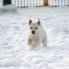 Koira juoksee lumihangessa.