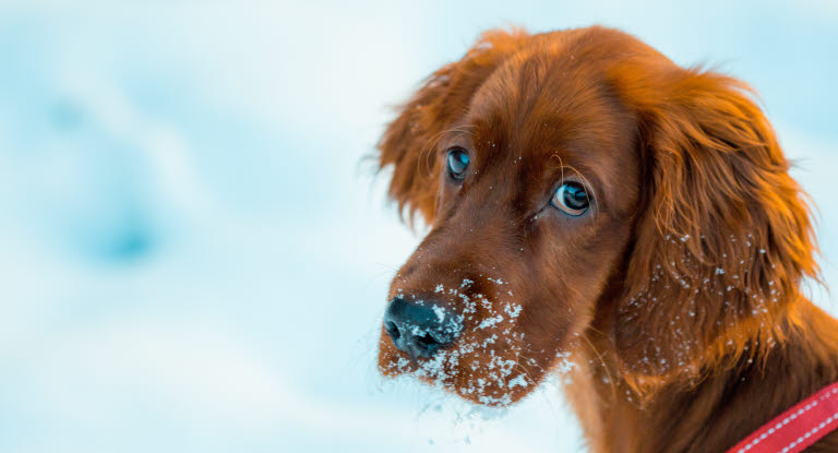Luminen koiranpentu katsoo kameraan.