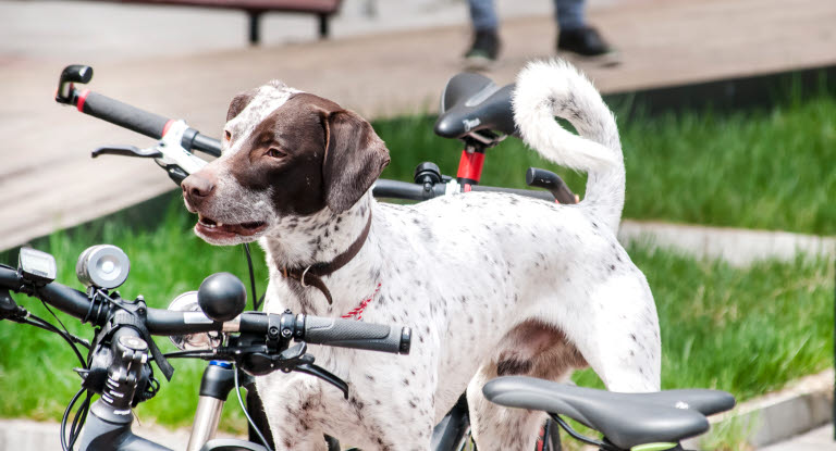 Koira ja polkupyörät.