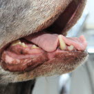 Lähikuva koiran suusta 