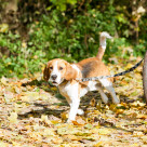 Beagle kävelee polkupyörän vieressä syksyllä