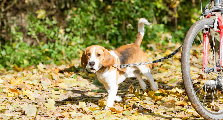 Beagle kävelee polkupyörän vieressä syksyllä