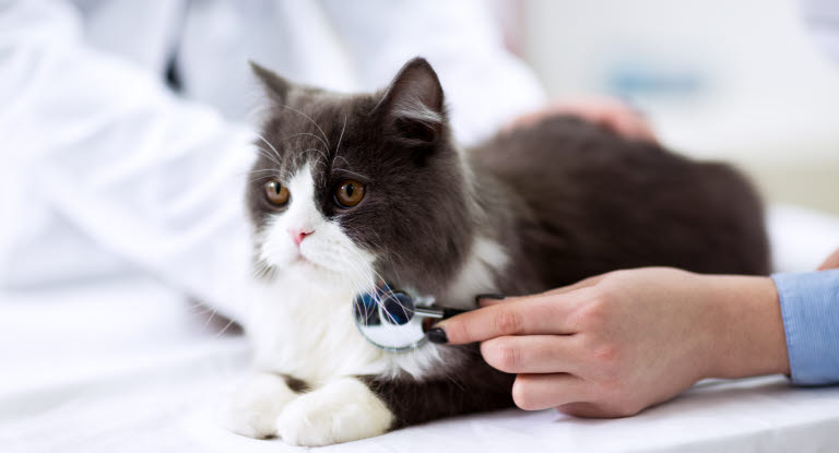Kissa eläinlääkärissä tutkittavana