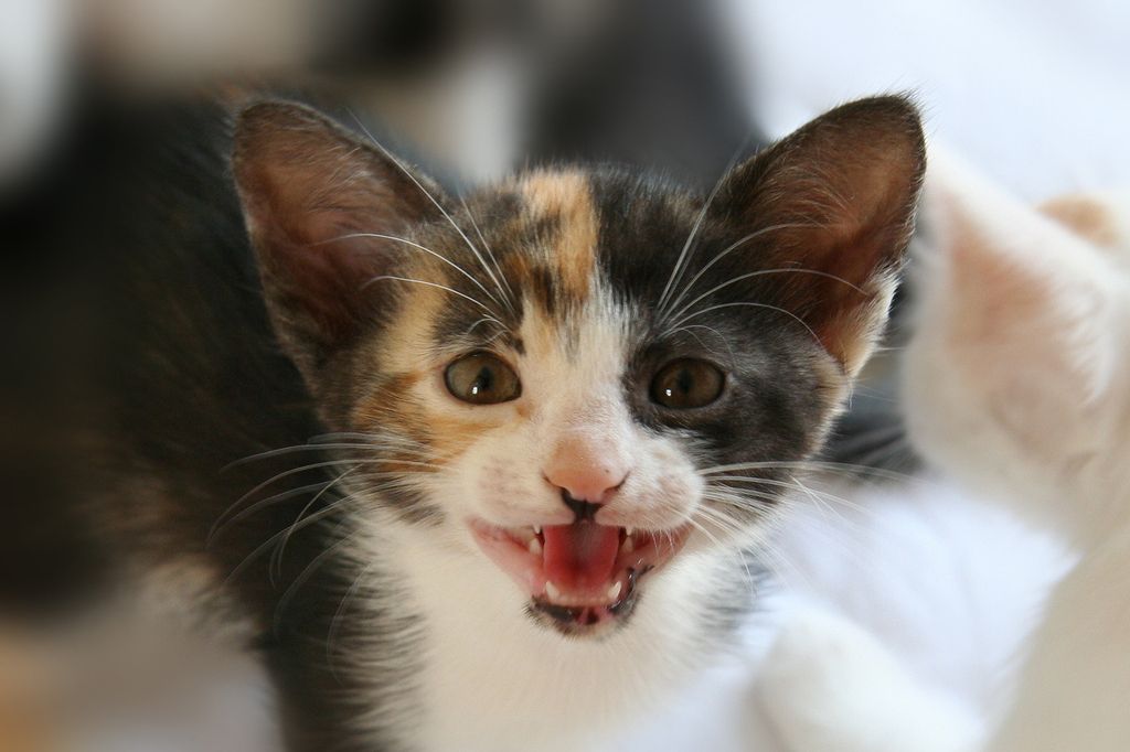 Kissa naukuu.