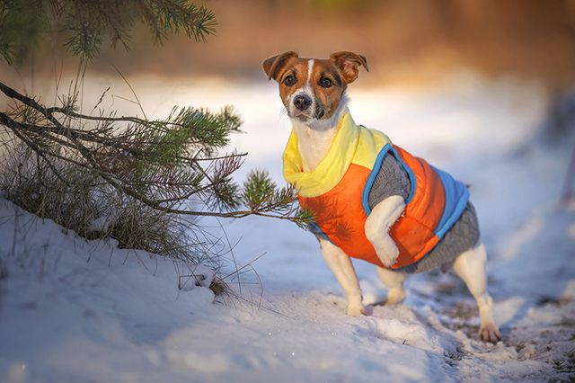 Jackrusselinterrieri talvitakki päällä.