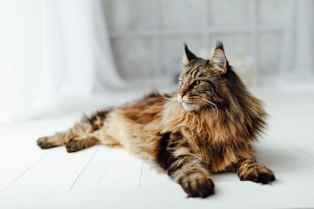 Maine coon makaa lattialla