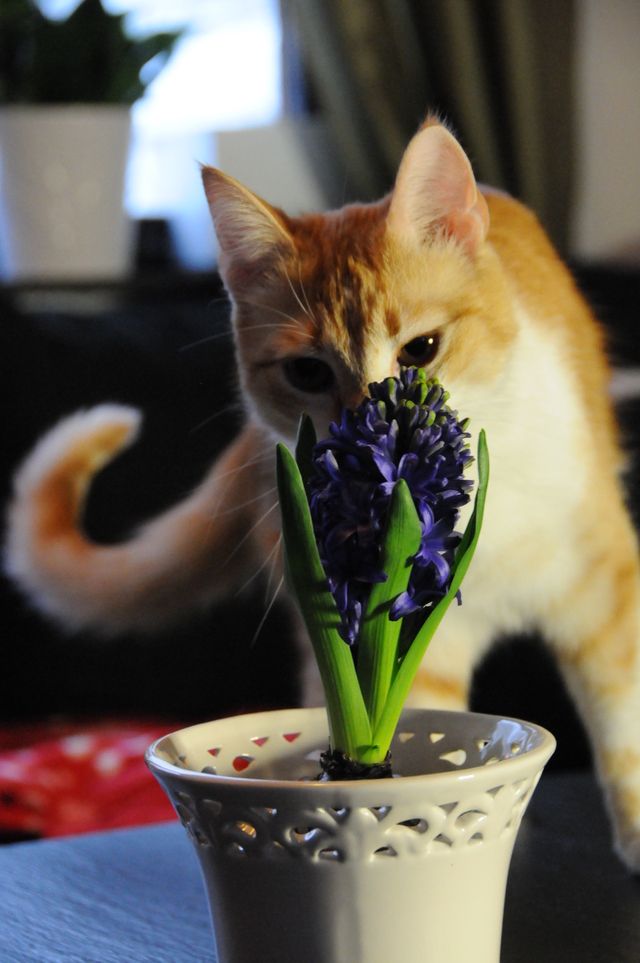 Kissa haistelee hyasinttia.