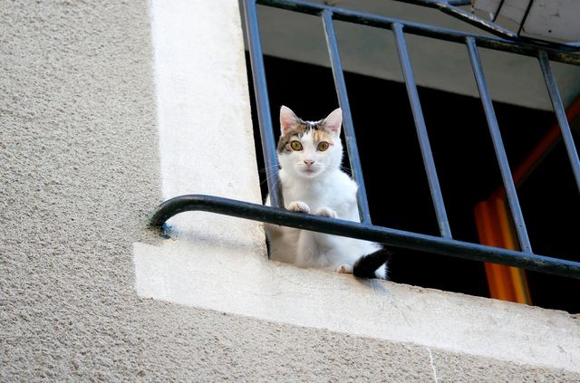 Kissa katsoo alas parvekkeelta