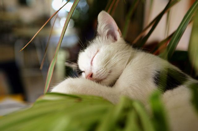 Kissa nukkuu.