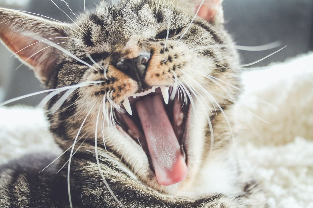 Kissa haukottelee leveästi