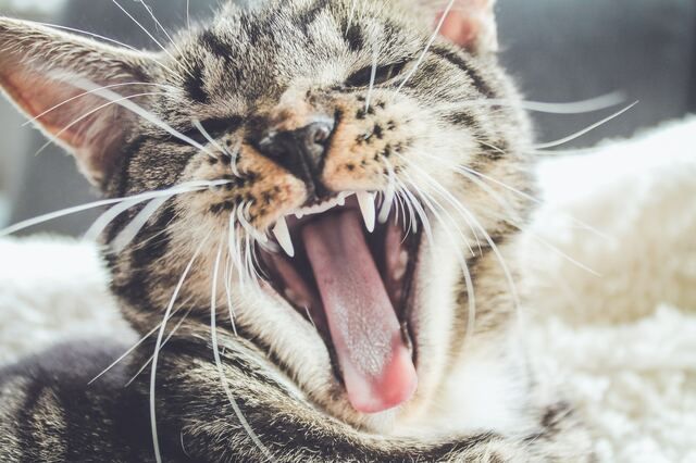 Kissa haukottelee leveästi