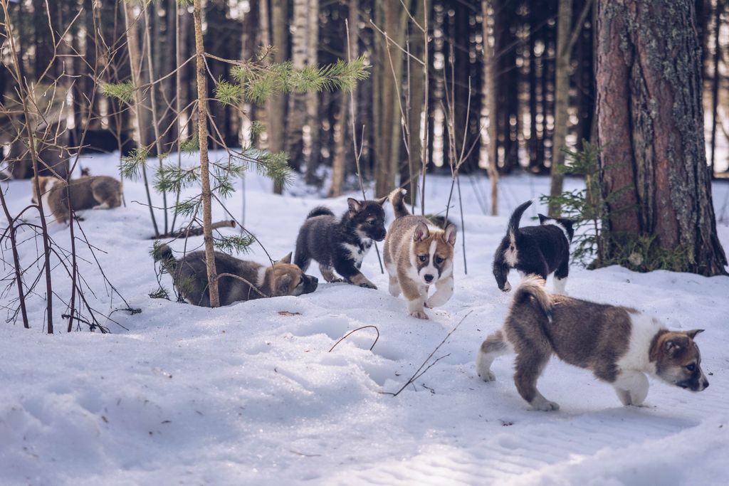 Pennut leikkivät lumessa